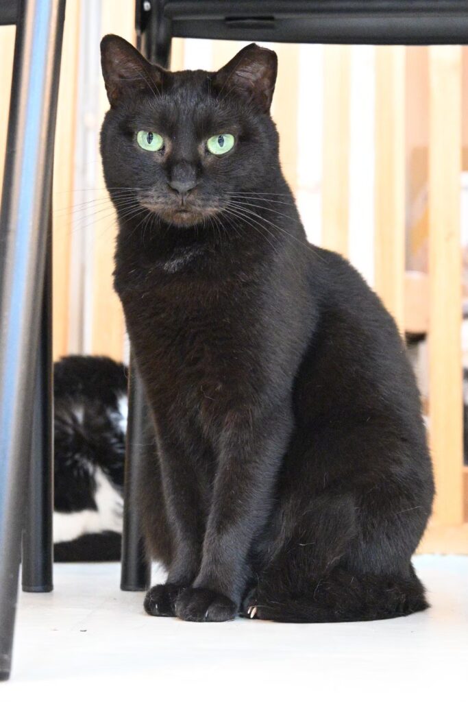 爪とぎは大切なこにゃ！